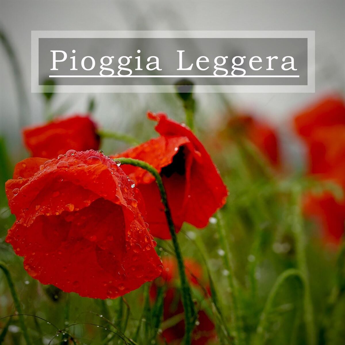 Album cover of Pioggia Leggera