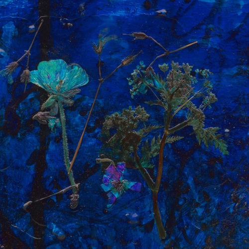 Monachopsis sleeve