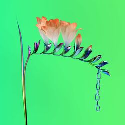 Cover of Skin Companion EP I