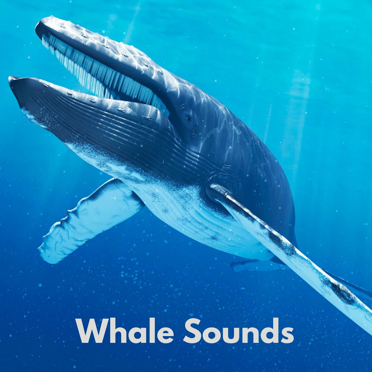 その他 Humpback Whales [CD] NTktNjkzMy5qcGVn.jpeg
