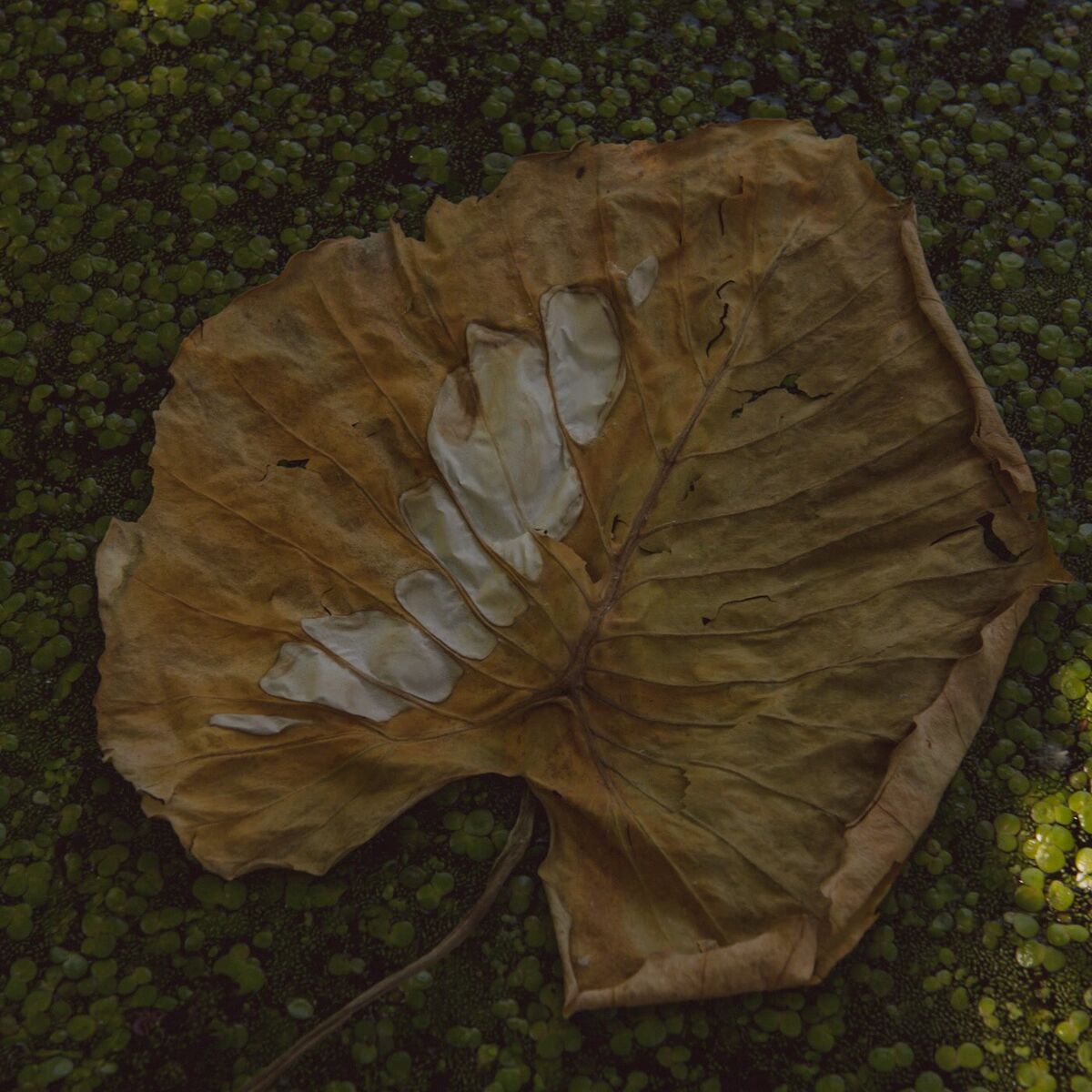 Album cover of Ne Lépj a Virágra
