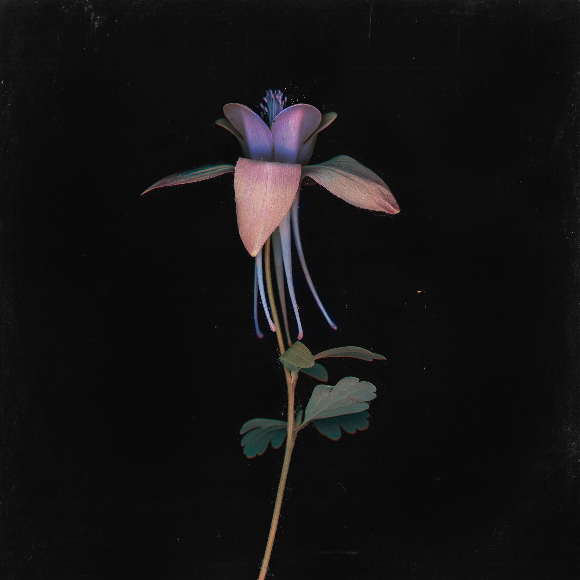 Album cover of Eleuthera