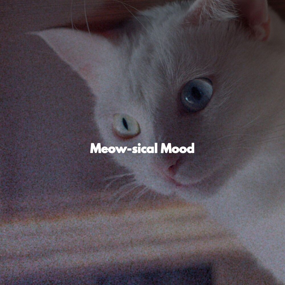 Picture of Meow-sical Mood
