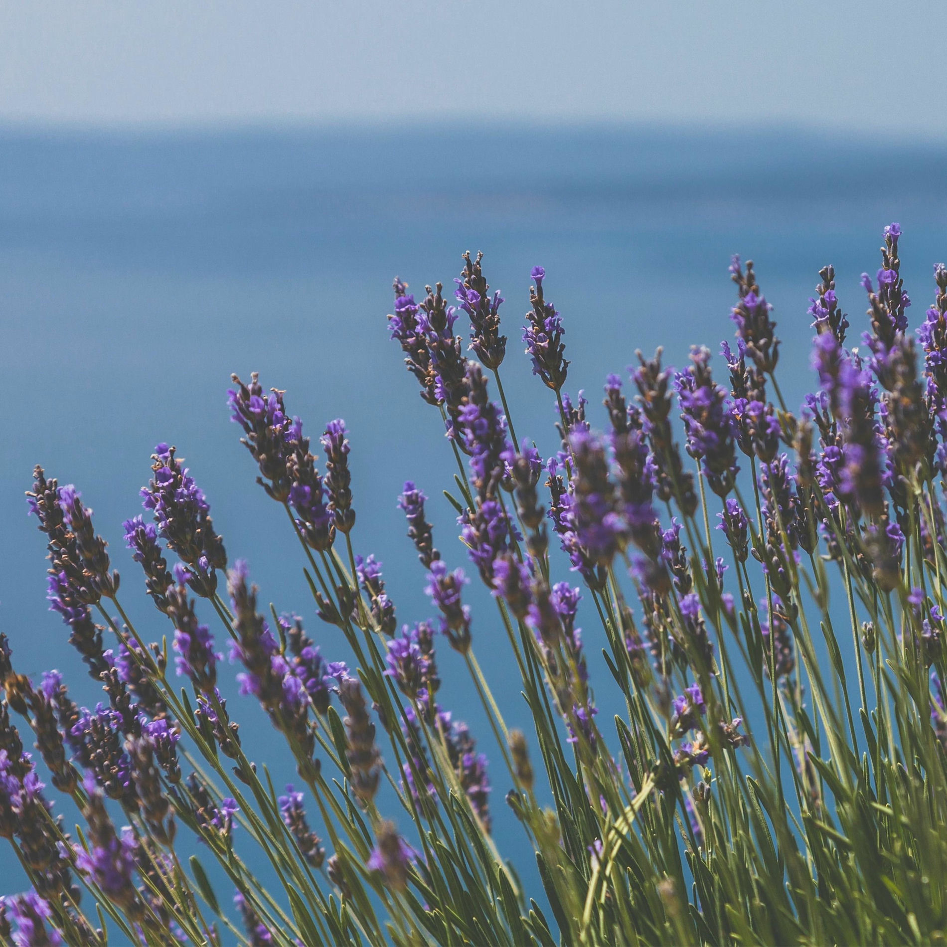 Album cover of Lavender