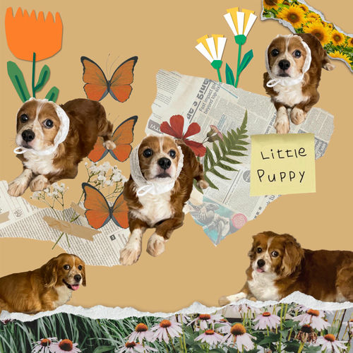 ki:ssy – Little Puppy – Single