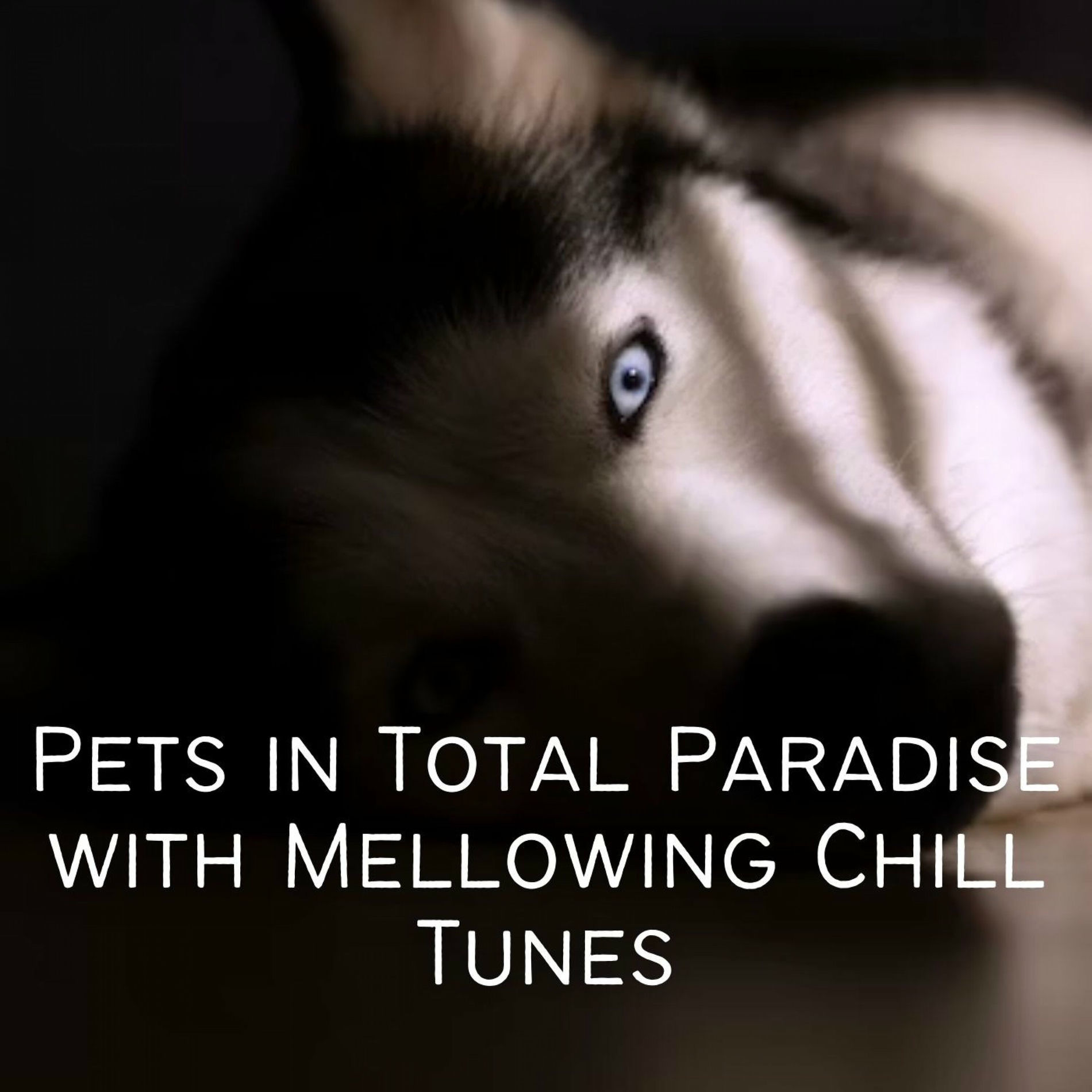 Album cover of Pets in Total Paradise with Mellowing Chill Tunes
