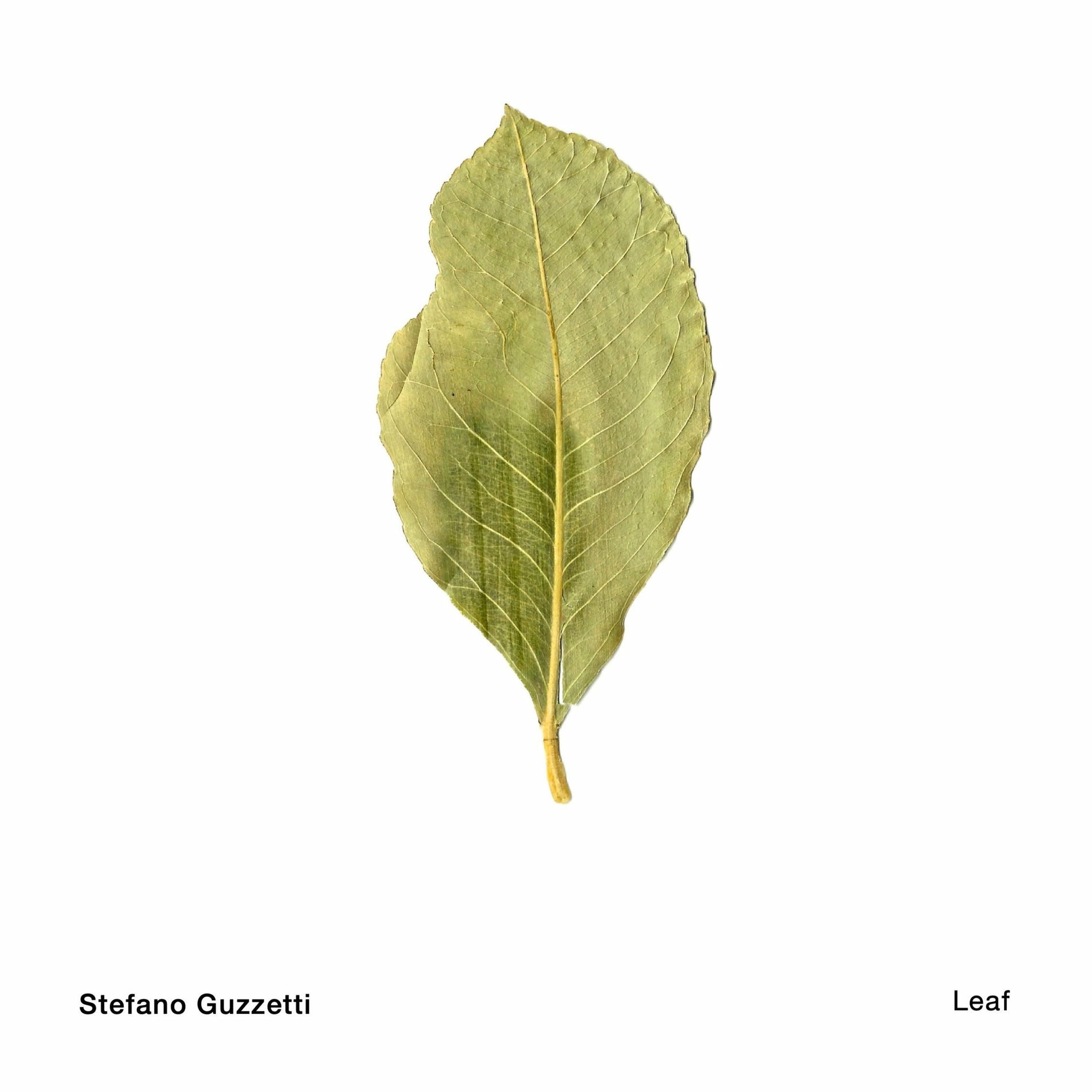 Album cover of Leaf