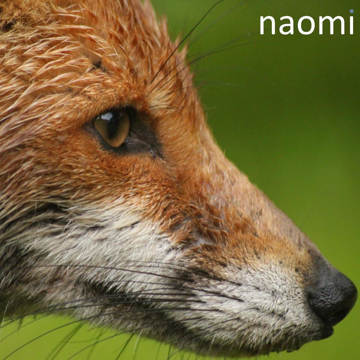 Album cover of Naomi