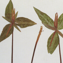 Cover of Silver + Gold