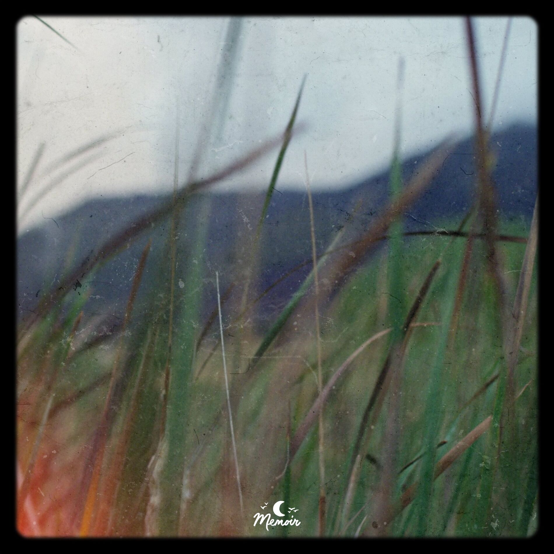 Album cover of Sun Petal