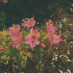 Cover of Atracción by undefined