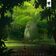 Essence of the Forest