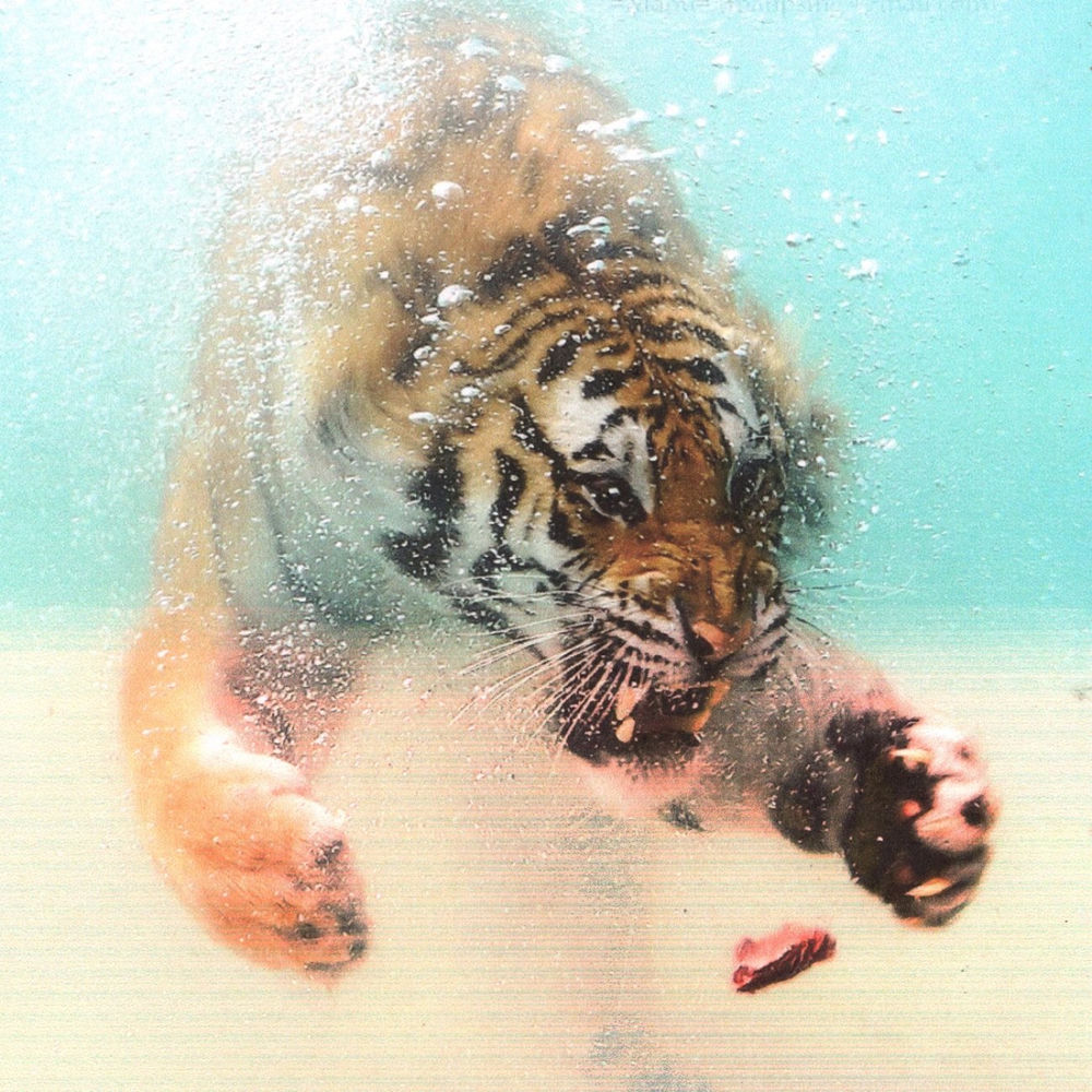 Album artwork for Shark Battle Tool by DZA