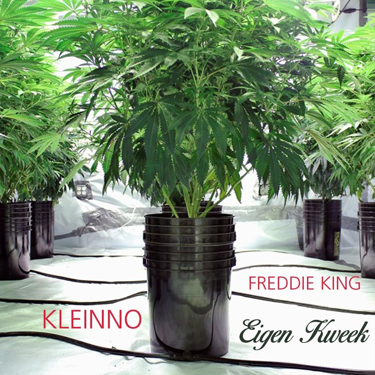 Album cover of Eigen Kweek