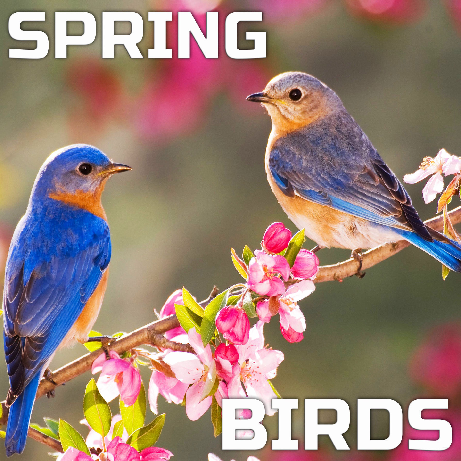 Animals Nature Sounds - Spring Birds | Deezer