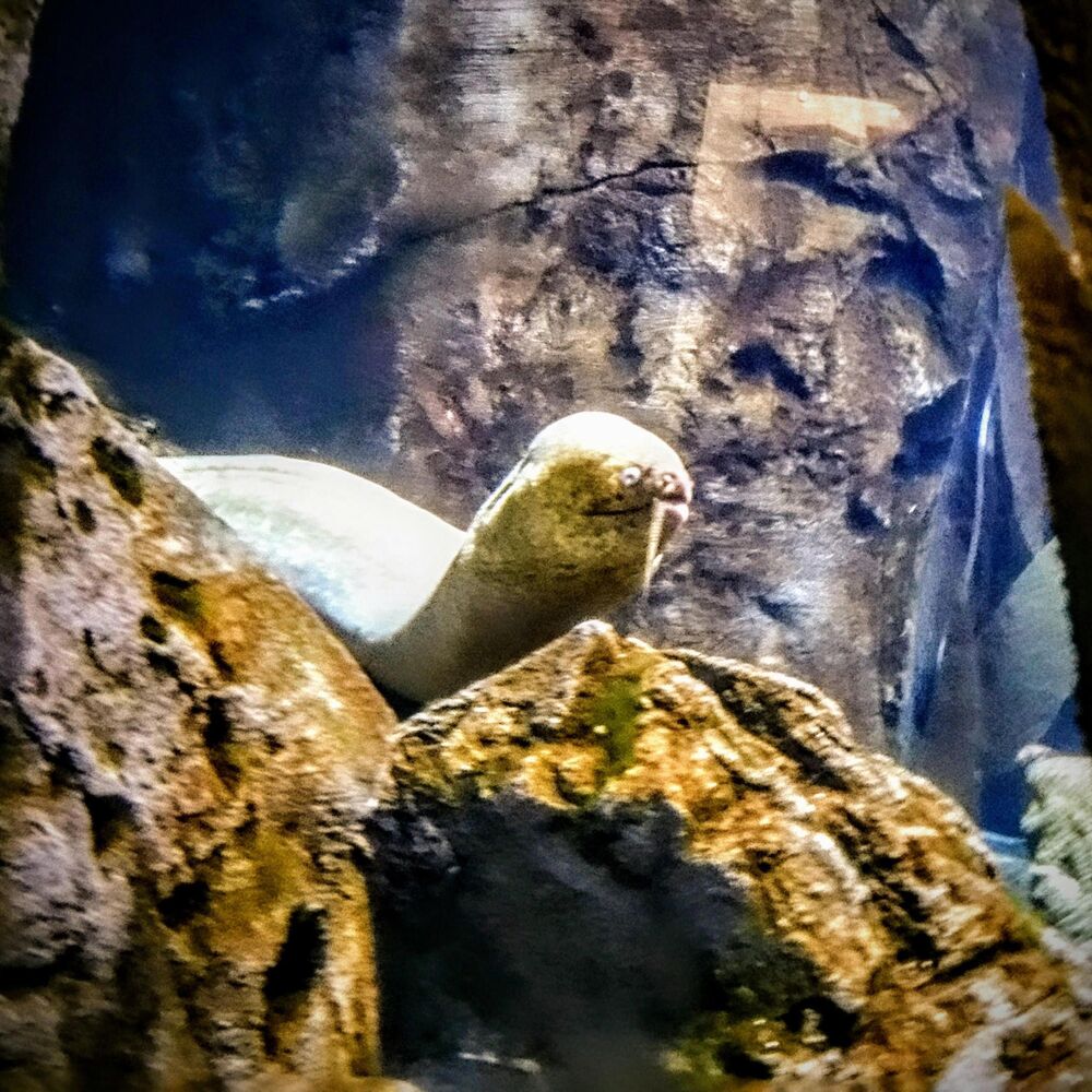 Picture of Bop