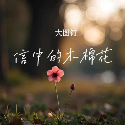 信中的木棉花