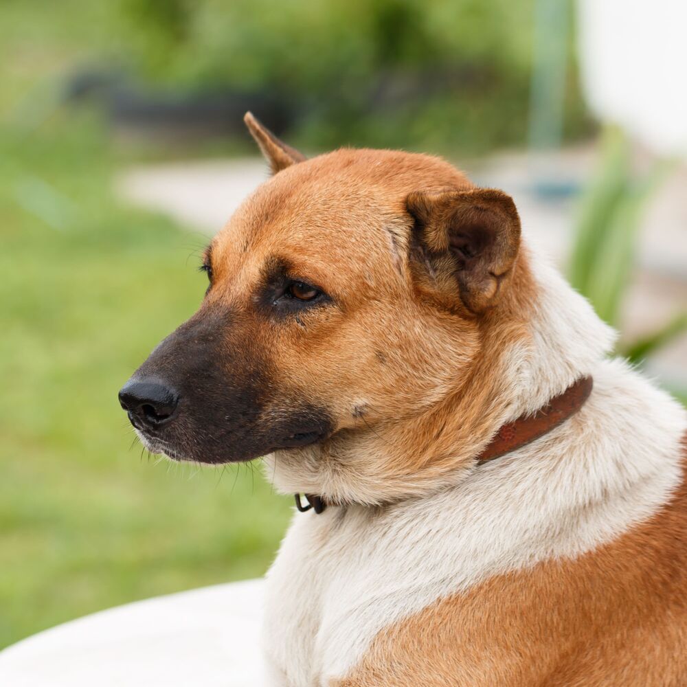 Picture of Inner Woof: Soothing Meditations for Centered Dogs
