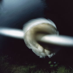 Spirit & Decline