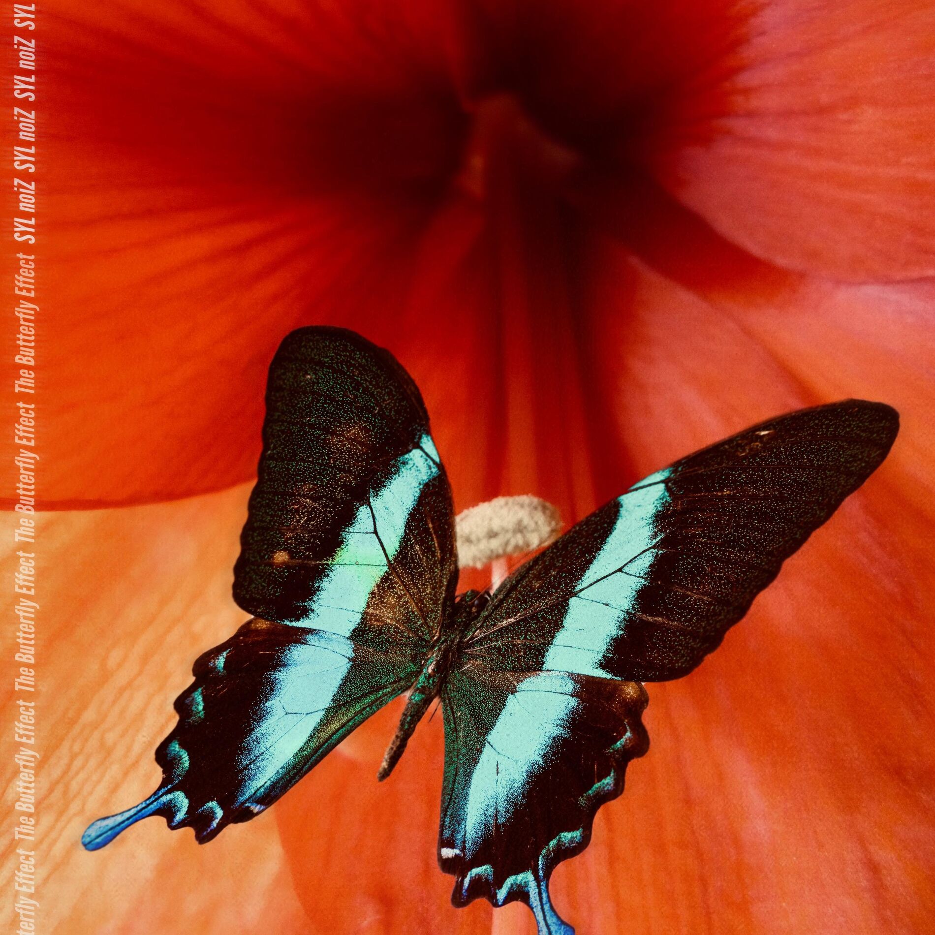 Album cover of The Butterfly Effect