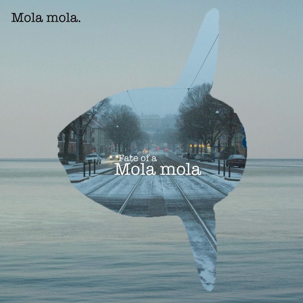 Picture of Fate of a Mola Mola