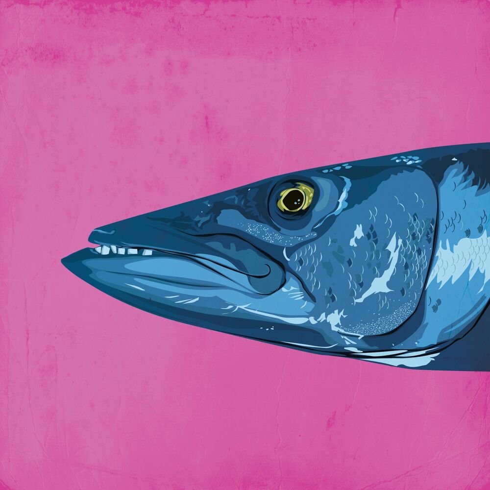 Picture of Grinning Like a Barracuda