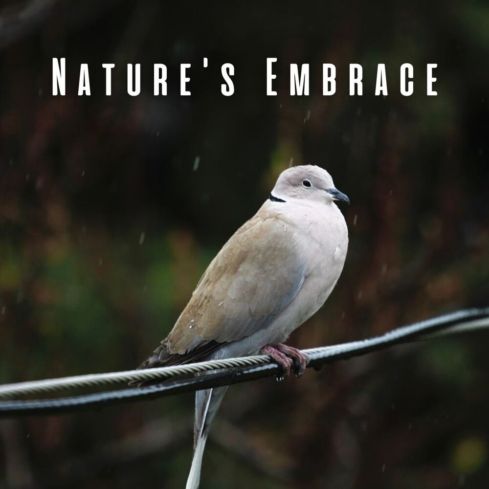 Picture of Nature's Embrace: Gentle Rain, Birds, and Chill Music for a Restful Baby