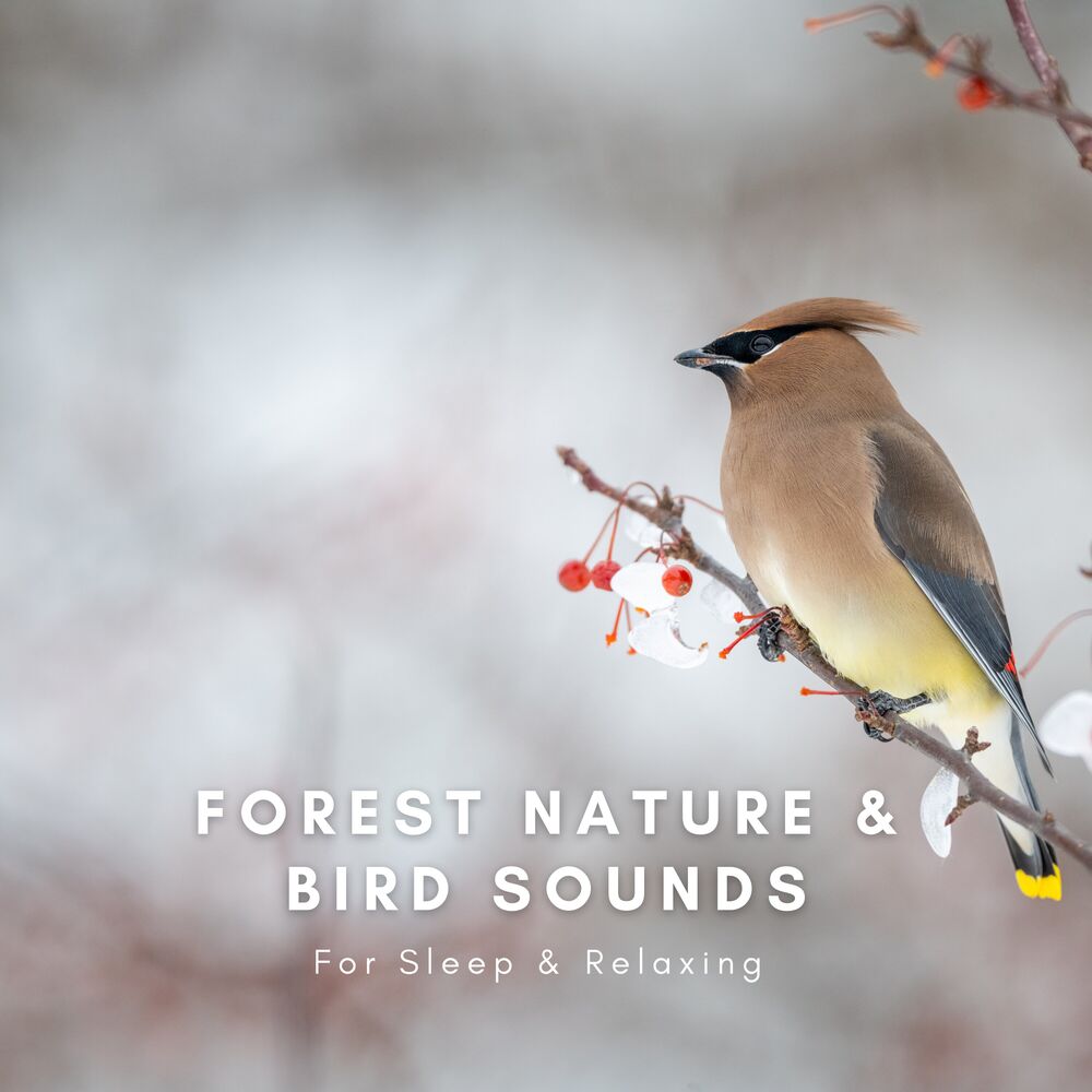 Picture of Forest Nature & Bird Sounds For Sleep & Relaxing