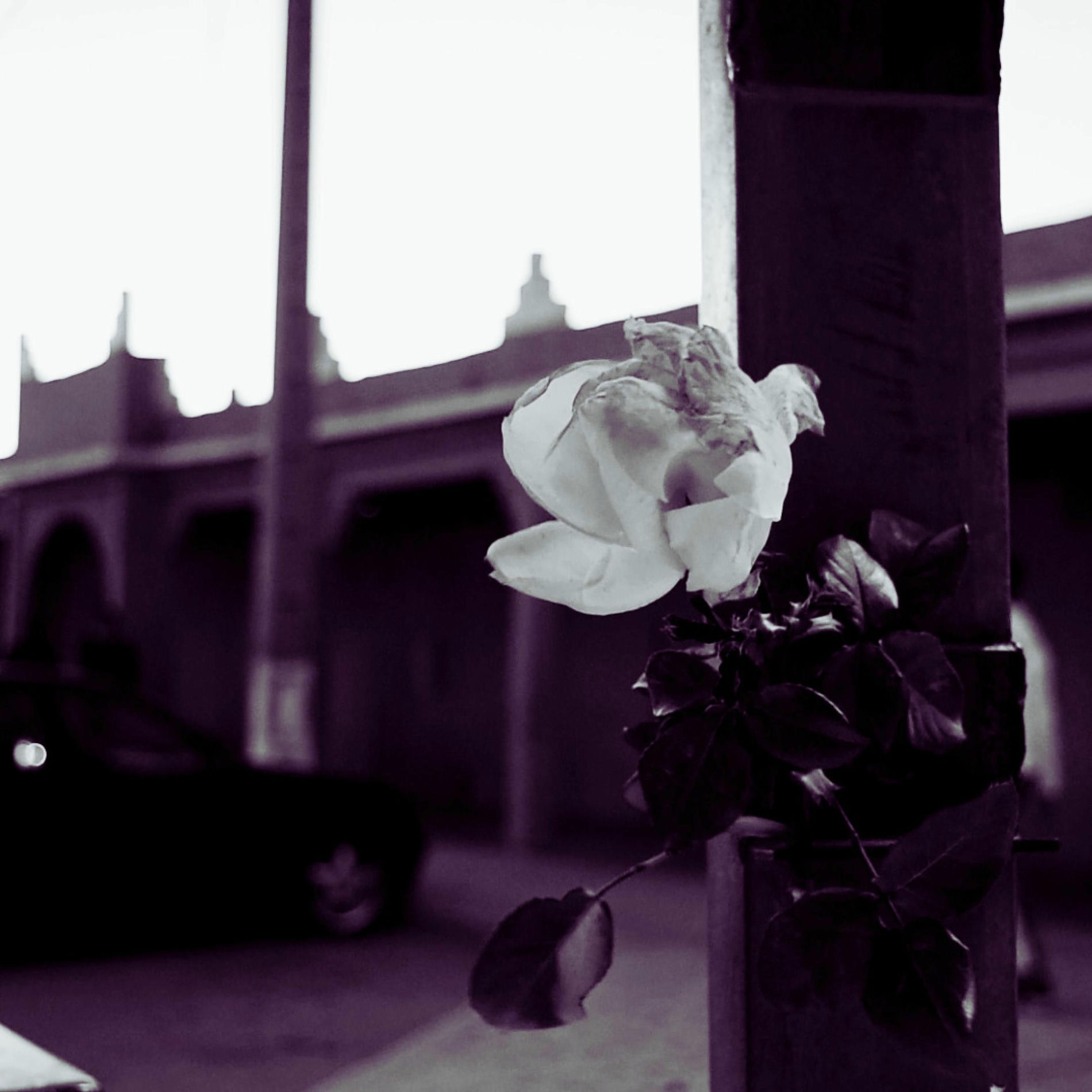 Album cover of Virus (feat. Esdras)