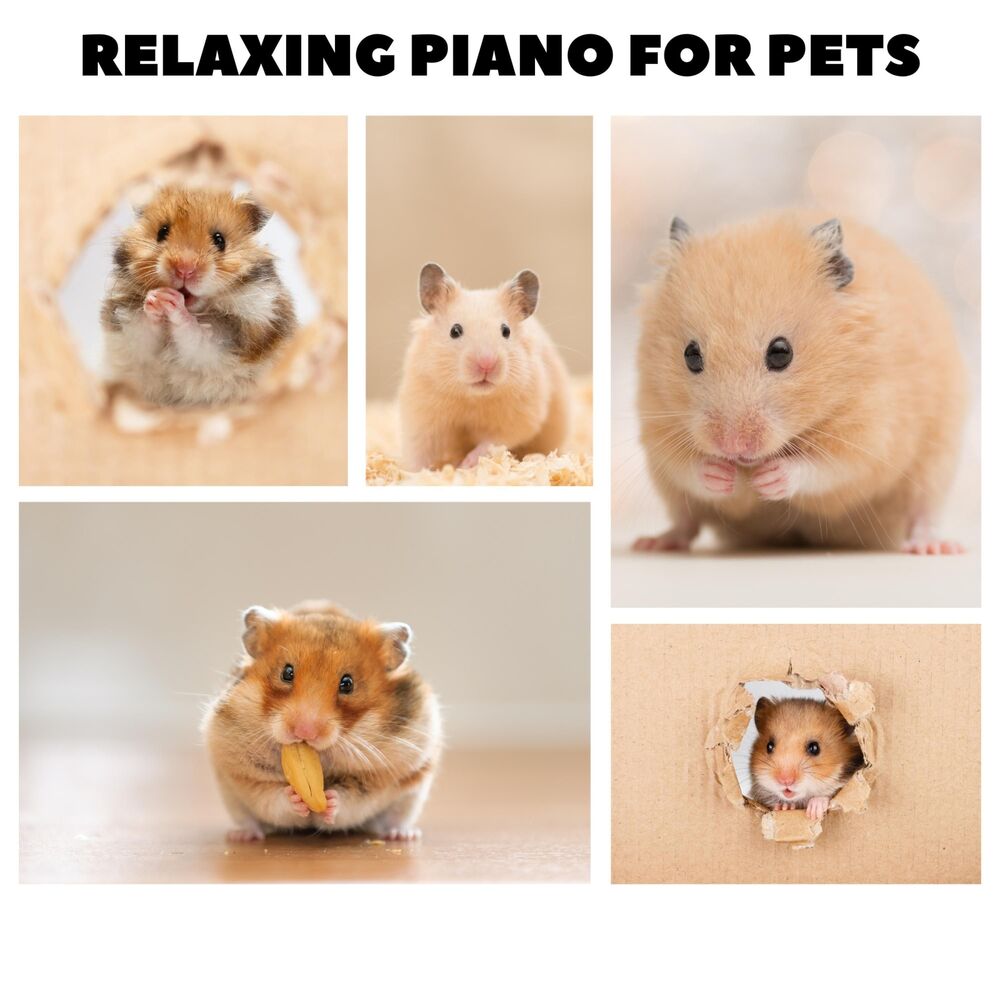 Picture of Music For Hamsters