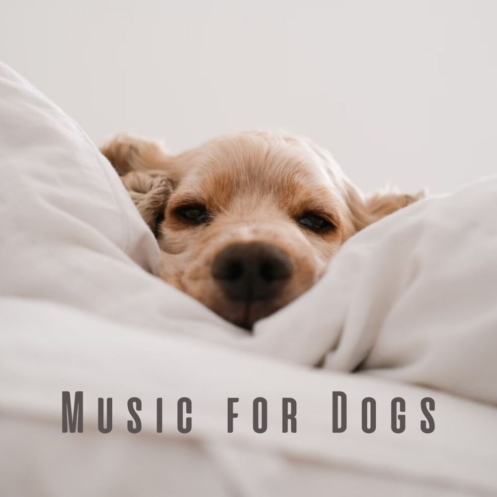 Picture of Music for Dogs: Harmonic Tunes for Calm Moments