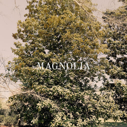 Magnolia