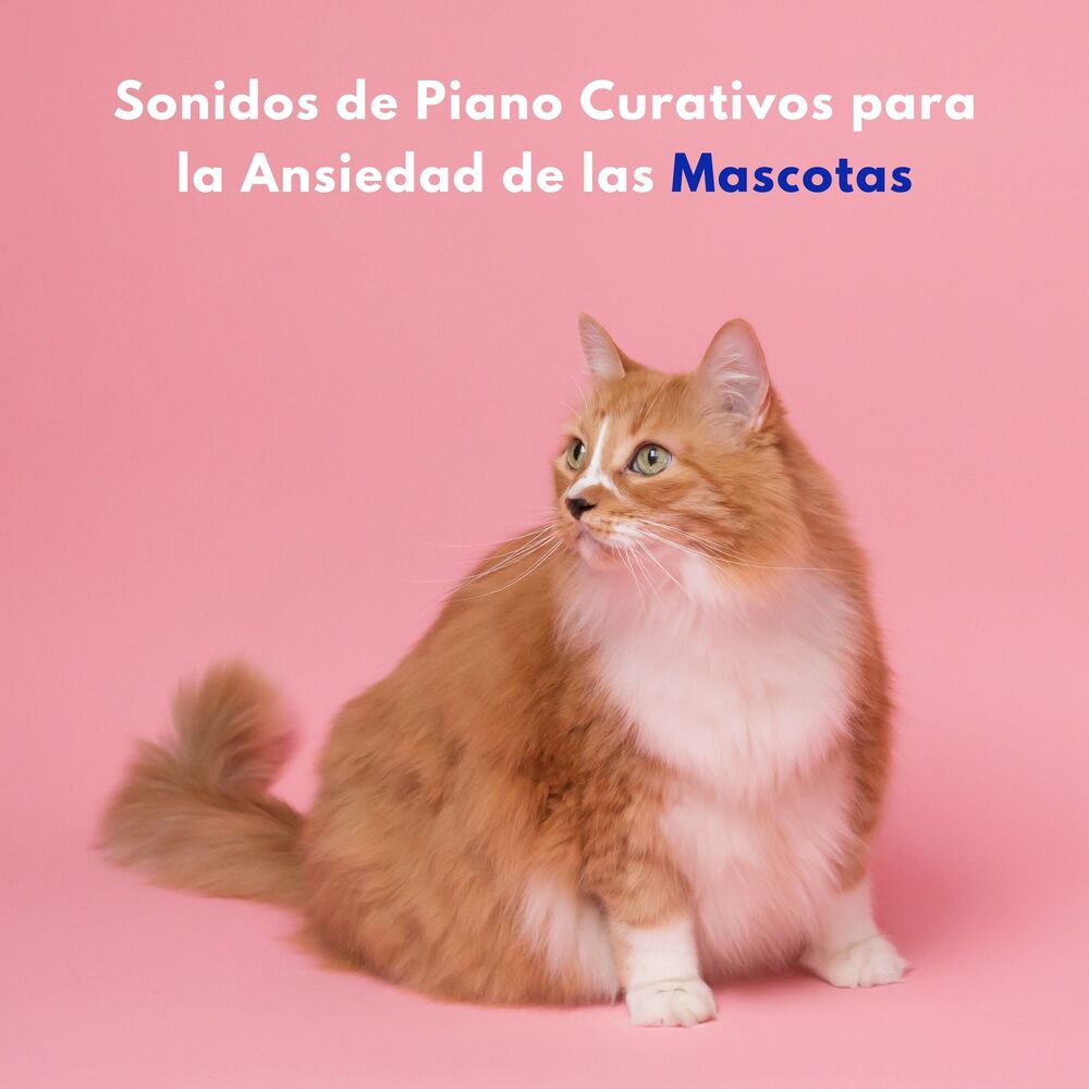 Picture of Sonidos De Piano Curativos Para La Ansiedad De Las Mascotas