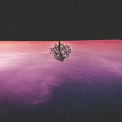 Cover of Branches of Reminiscence