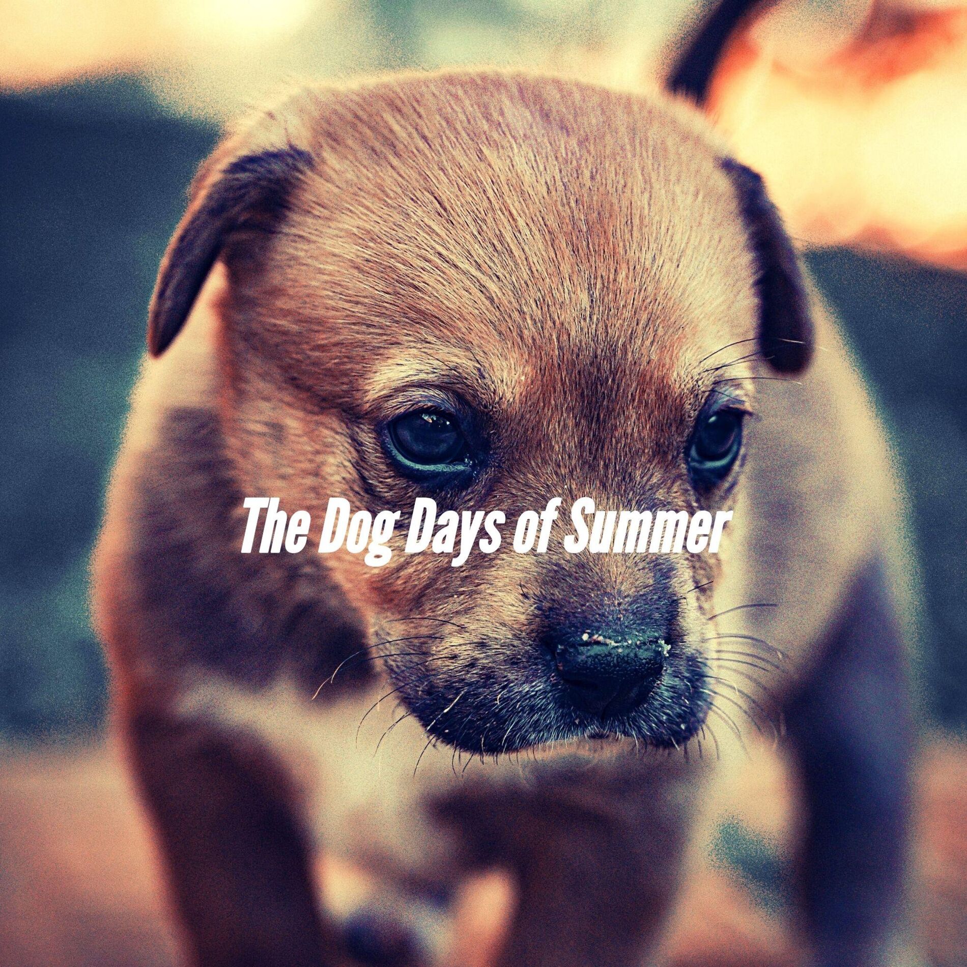 Album cover of The Dog Days of Summer