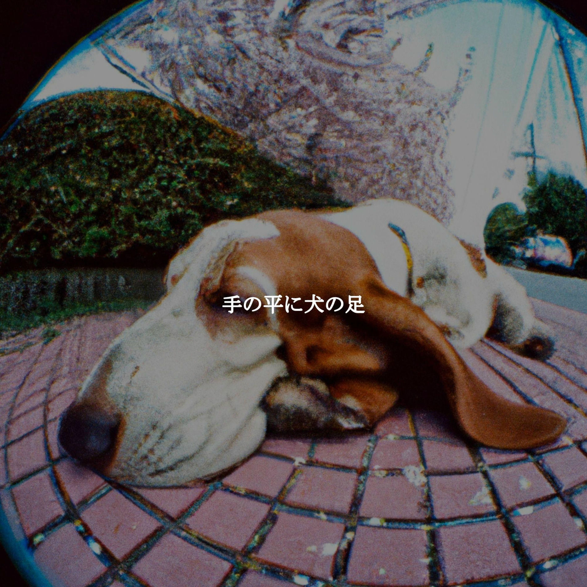 Album cover of 手の平に犬の足