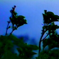 Cover of Hallelujah (Charlotte Sands Version)