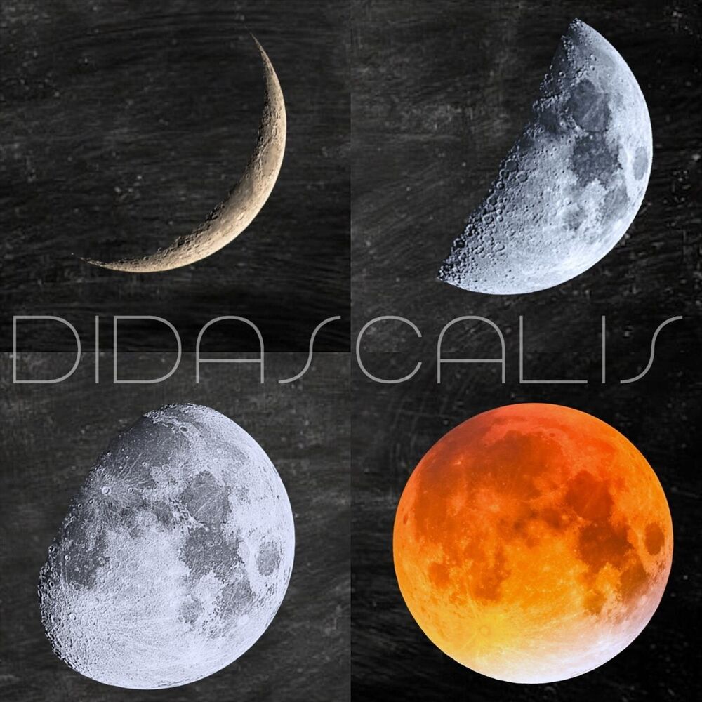 Picture of Didascalis