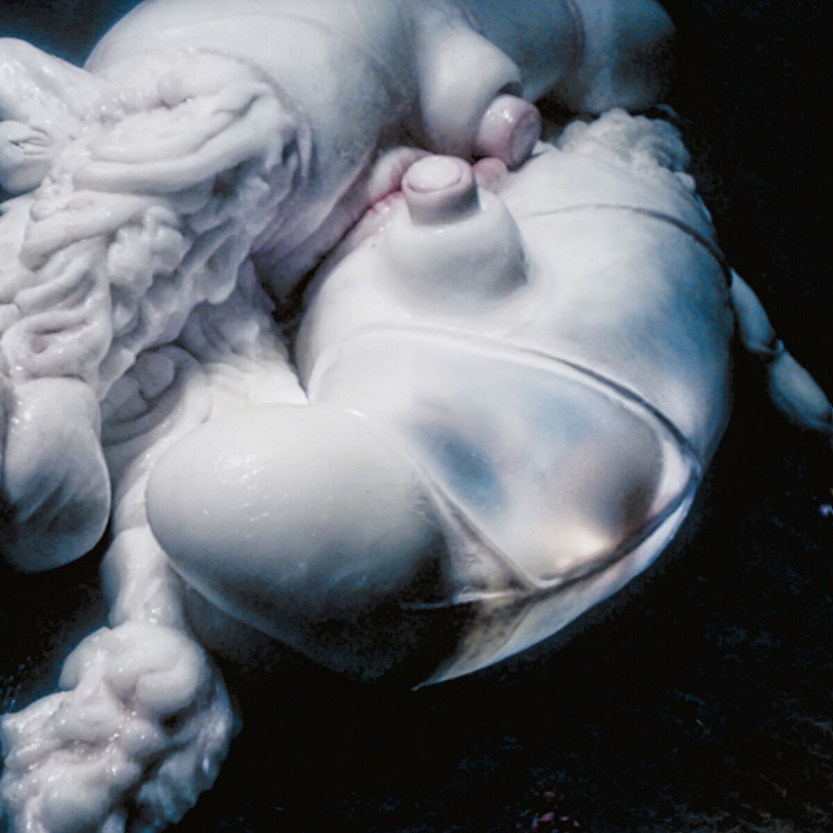 Album cover of Arisen My Senses (Remixes)