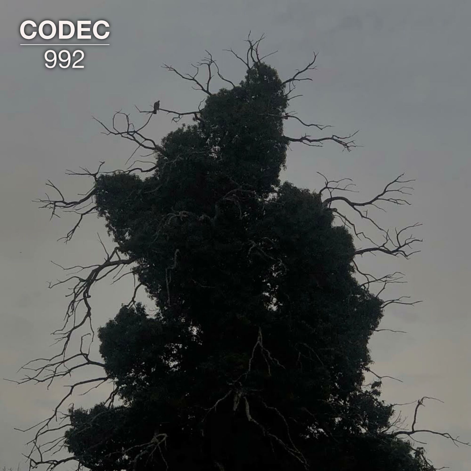 Album cover of Awakening