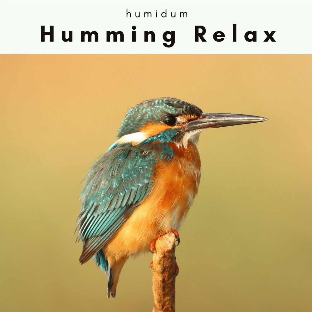 Picture of A Humming Relax