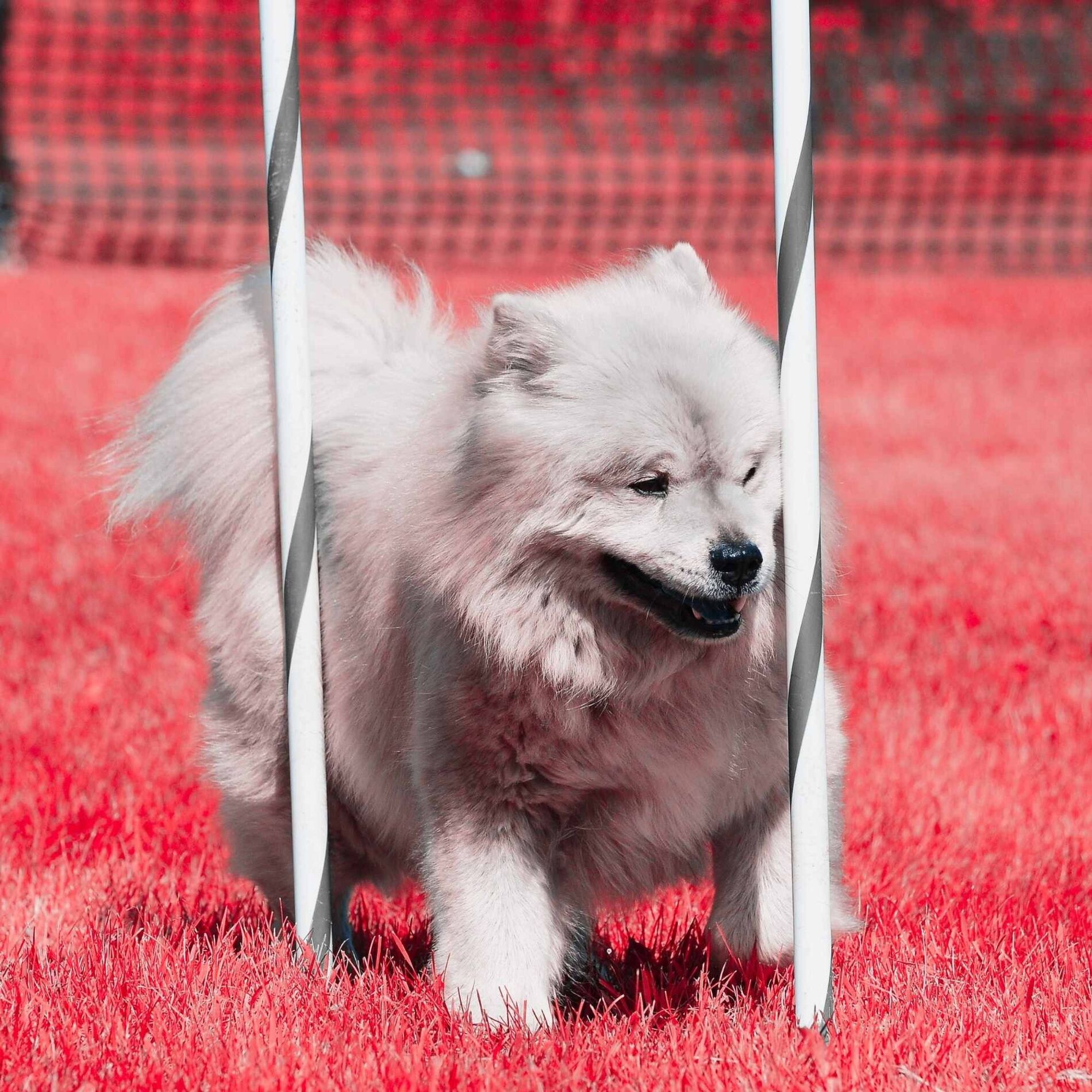 Album cover of Feelings for Agile Pups