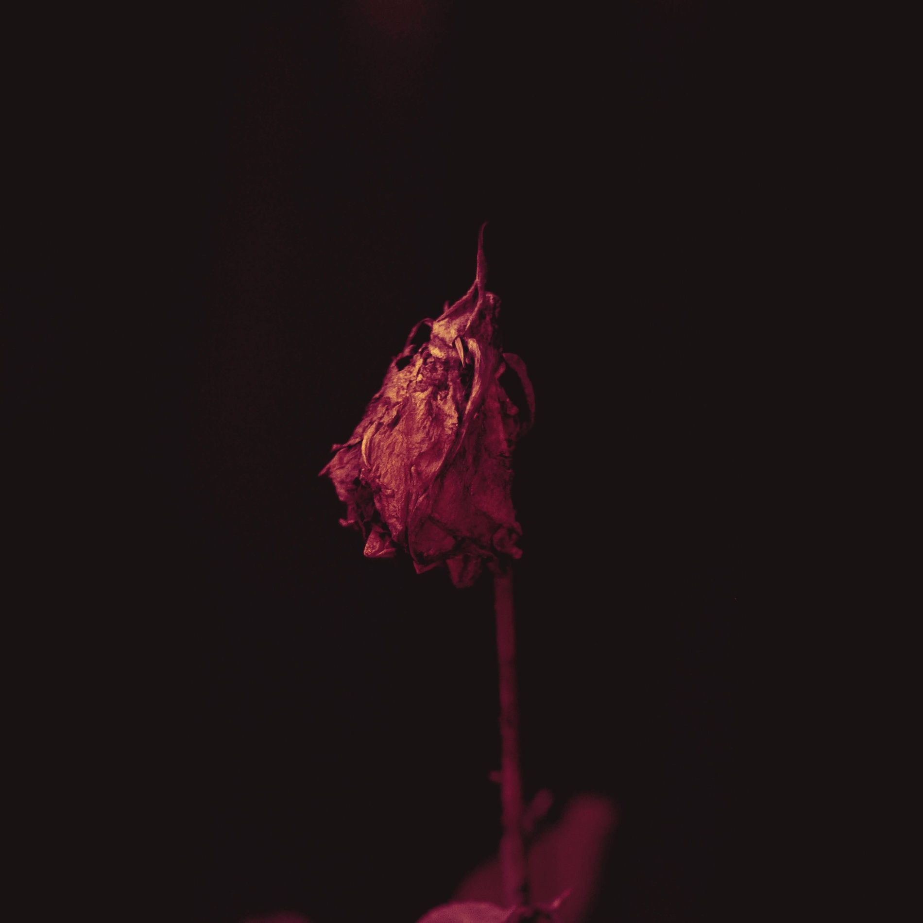 Album cover of Falling (Reviny Remix)