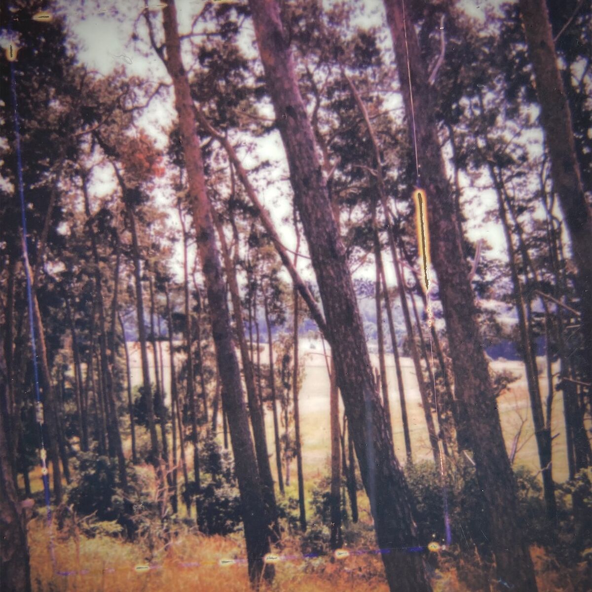 Album cover of Your Trees