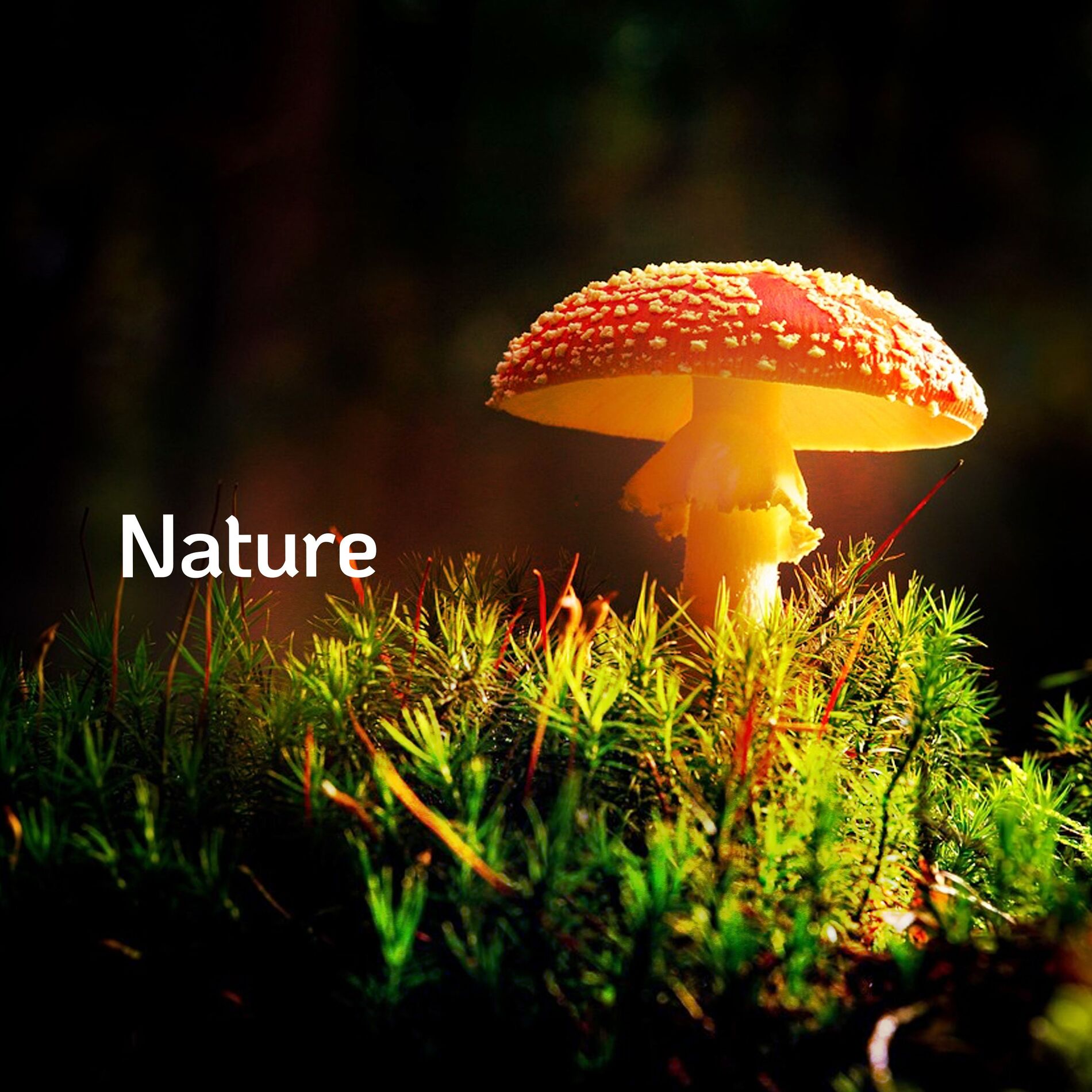 Album cover of Nature