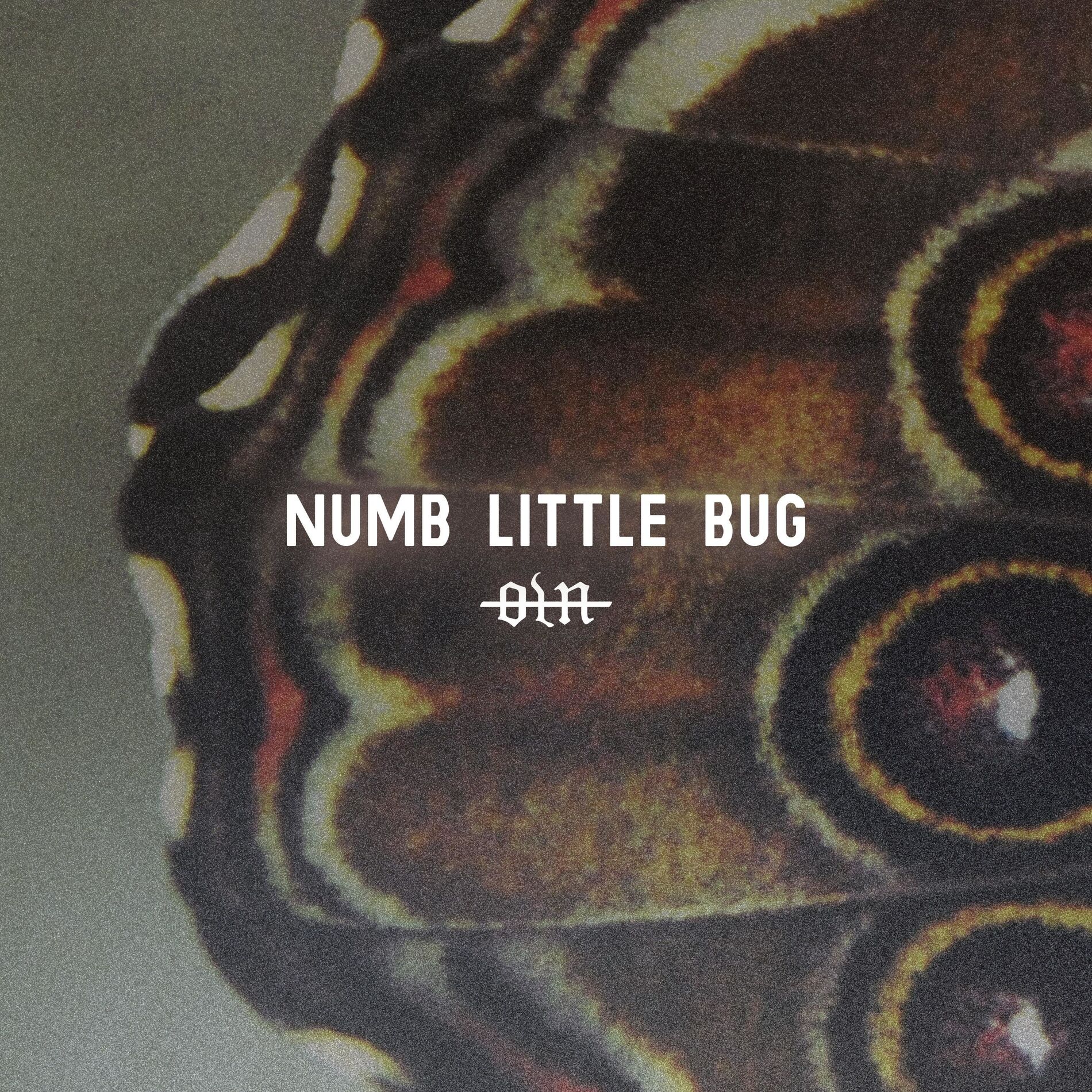 Album cover of Numb Little Bug