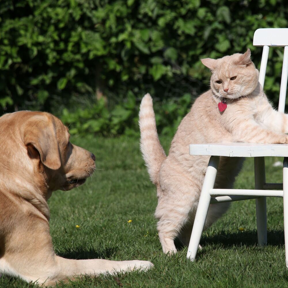Picture of Pets Binaural Melodies: Ambient Nature Playtime Escape