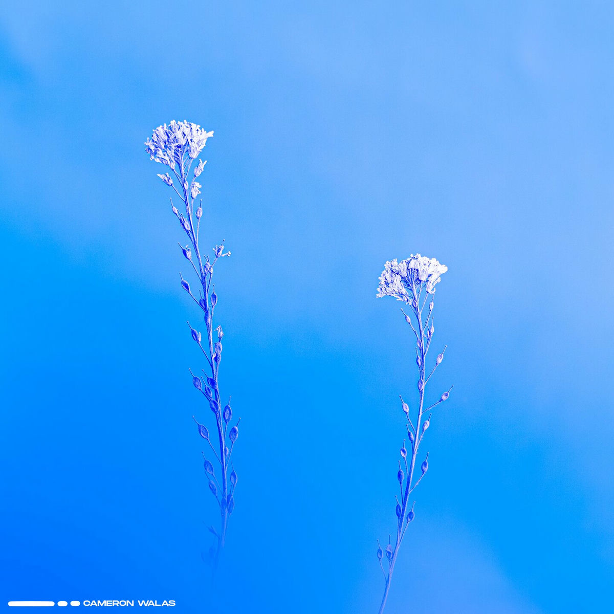 Album cover of Last Prophet