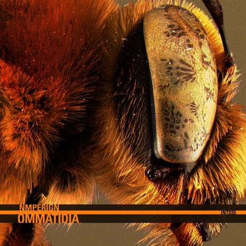 Ommatidia