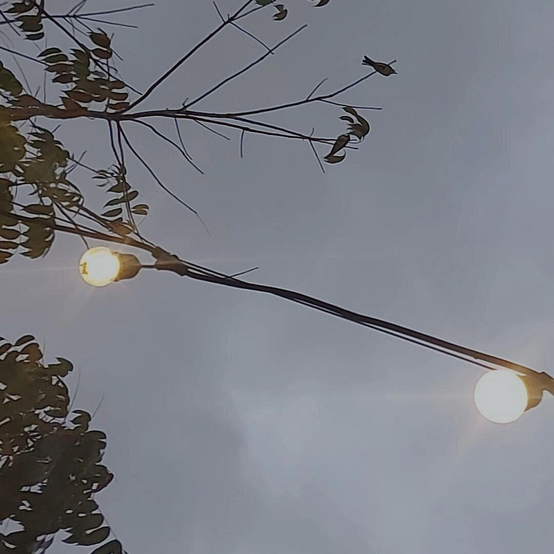 Album cover of Bloom